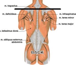 backchestmuscles