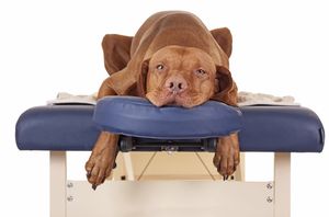 massage-for-dogs-2