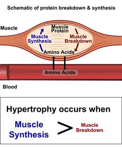 figure-1-protein-turnover-b-copy