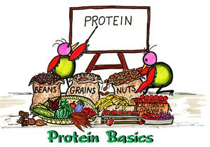 protein-basics